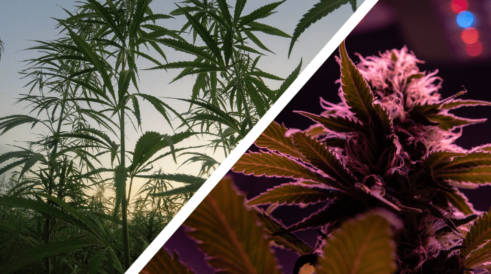 Should you grow cannabis indoors or outdoors?
